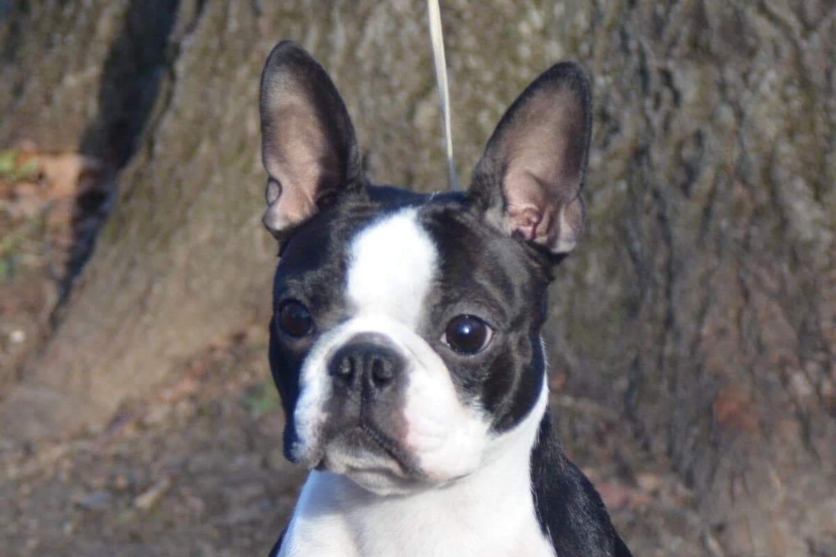 Boston Terrier