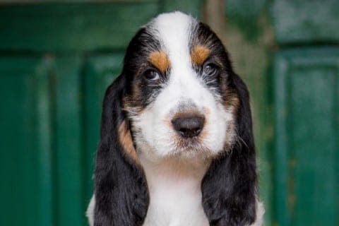 Grand Basset Griffon Vendéen