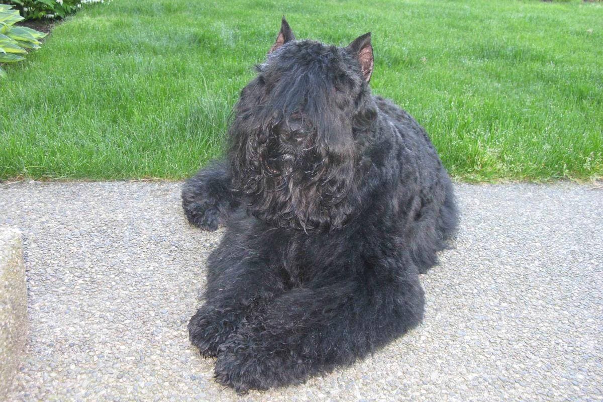 Bouvier des Flandres