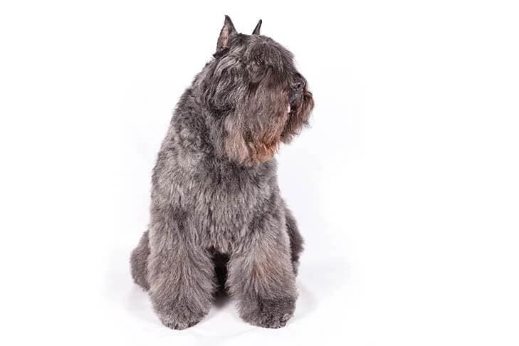 Bouvier des Flandres