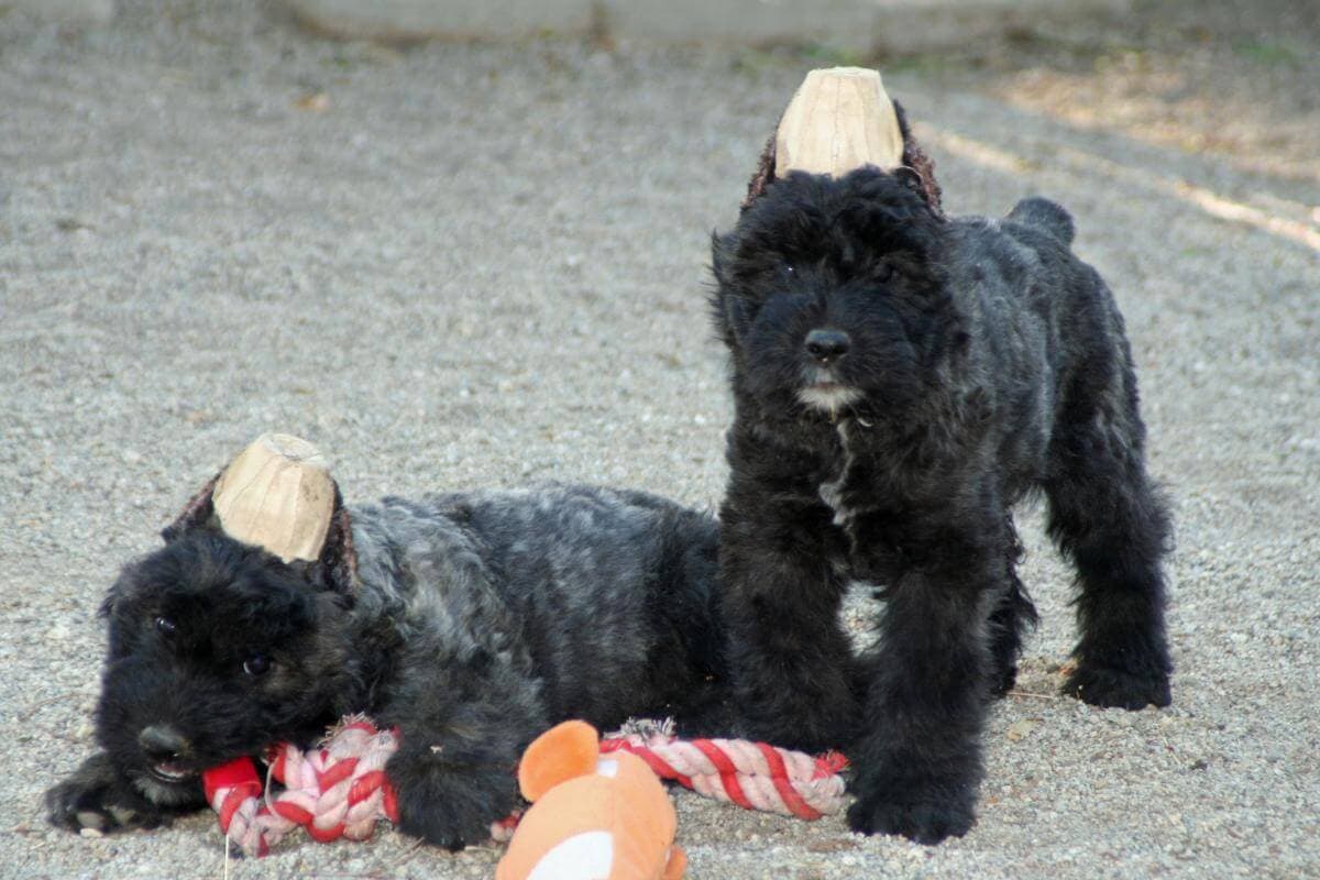 Bouvier des Flandres
