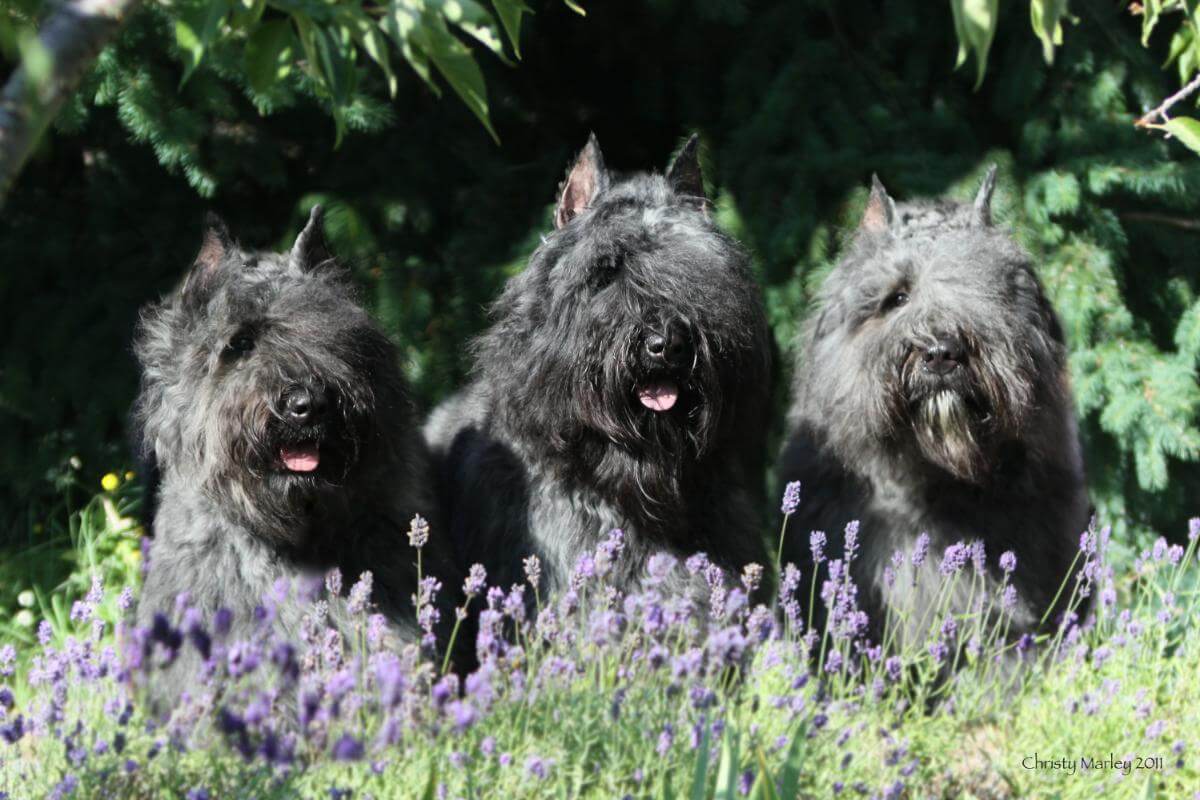 Bouvier des Flandres