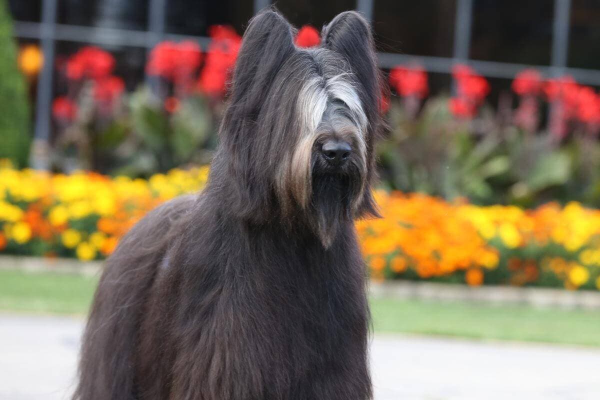 Briard