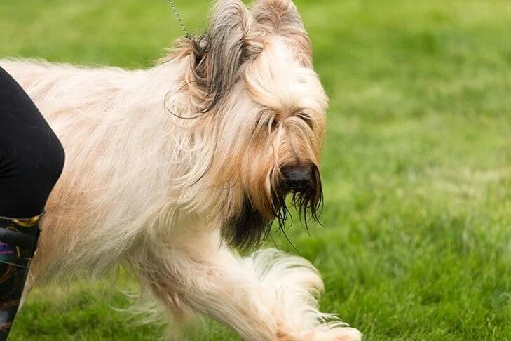 Briard