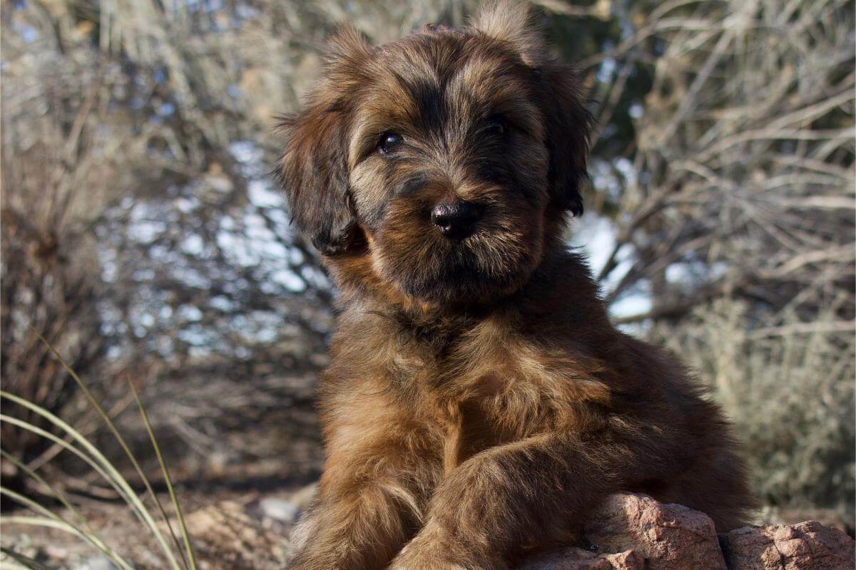 Briard