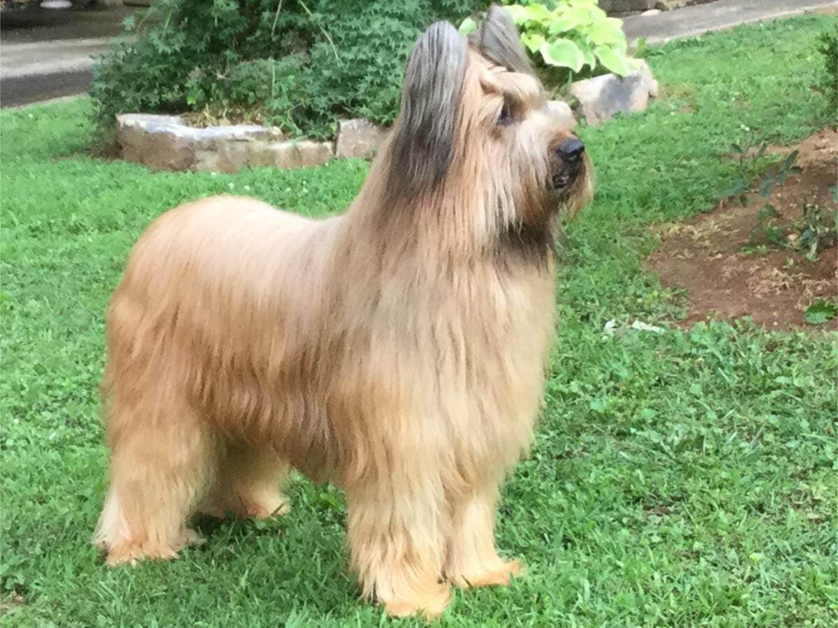 Briard