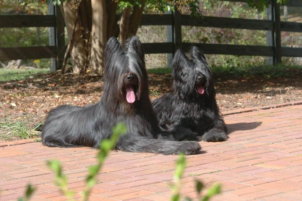 Briard