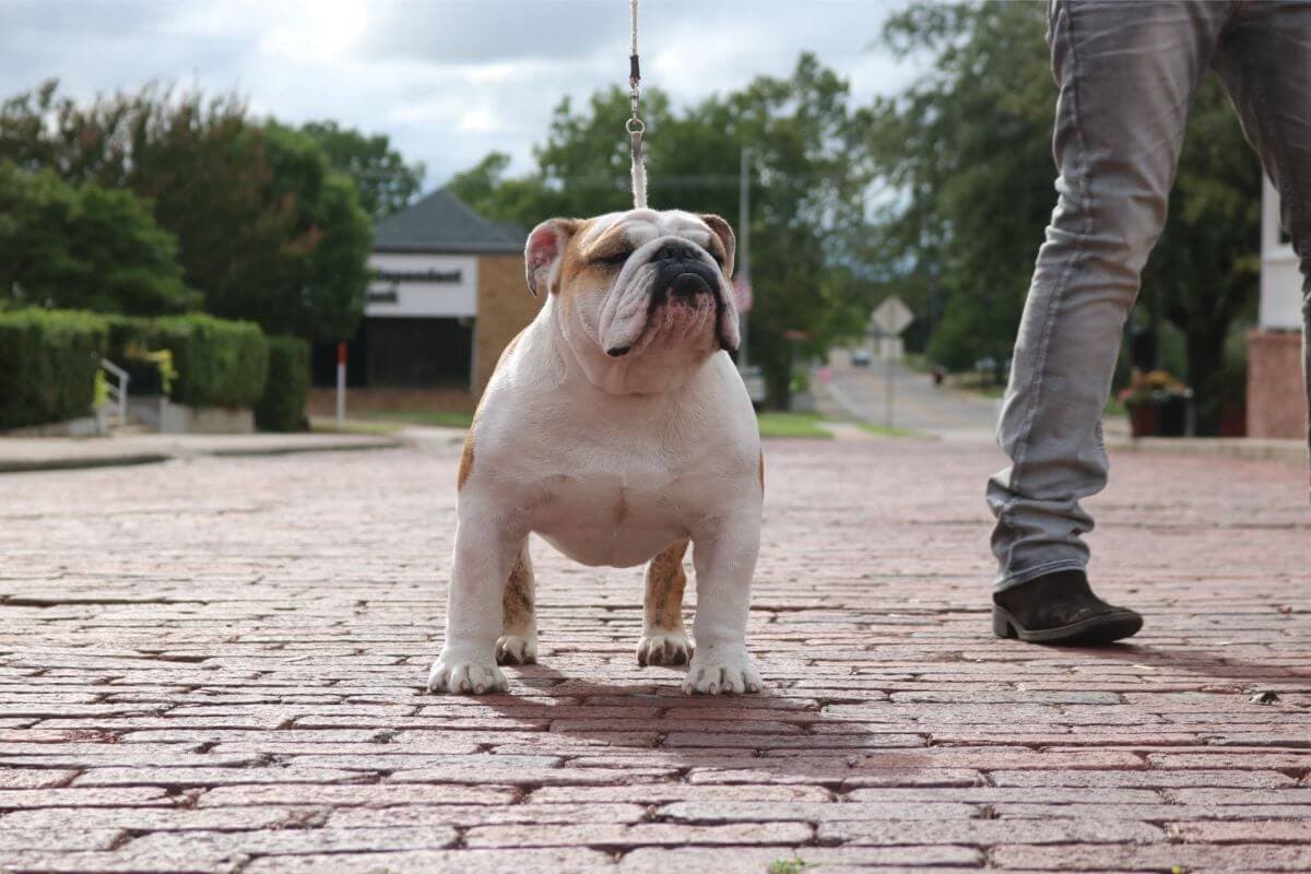 Bulldog
