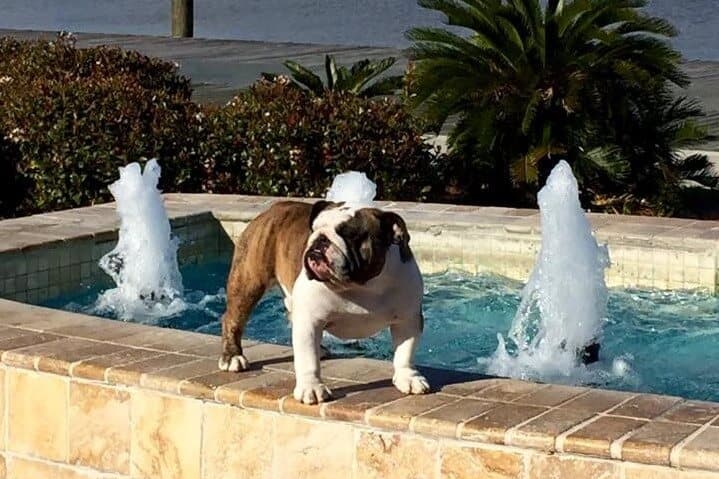 Bulldog