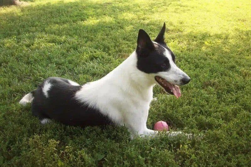 Canaan Dog