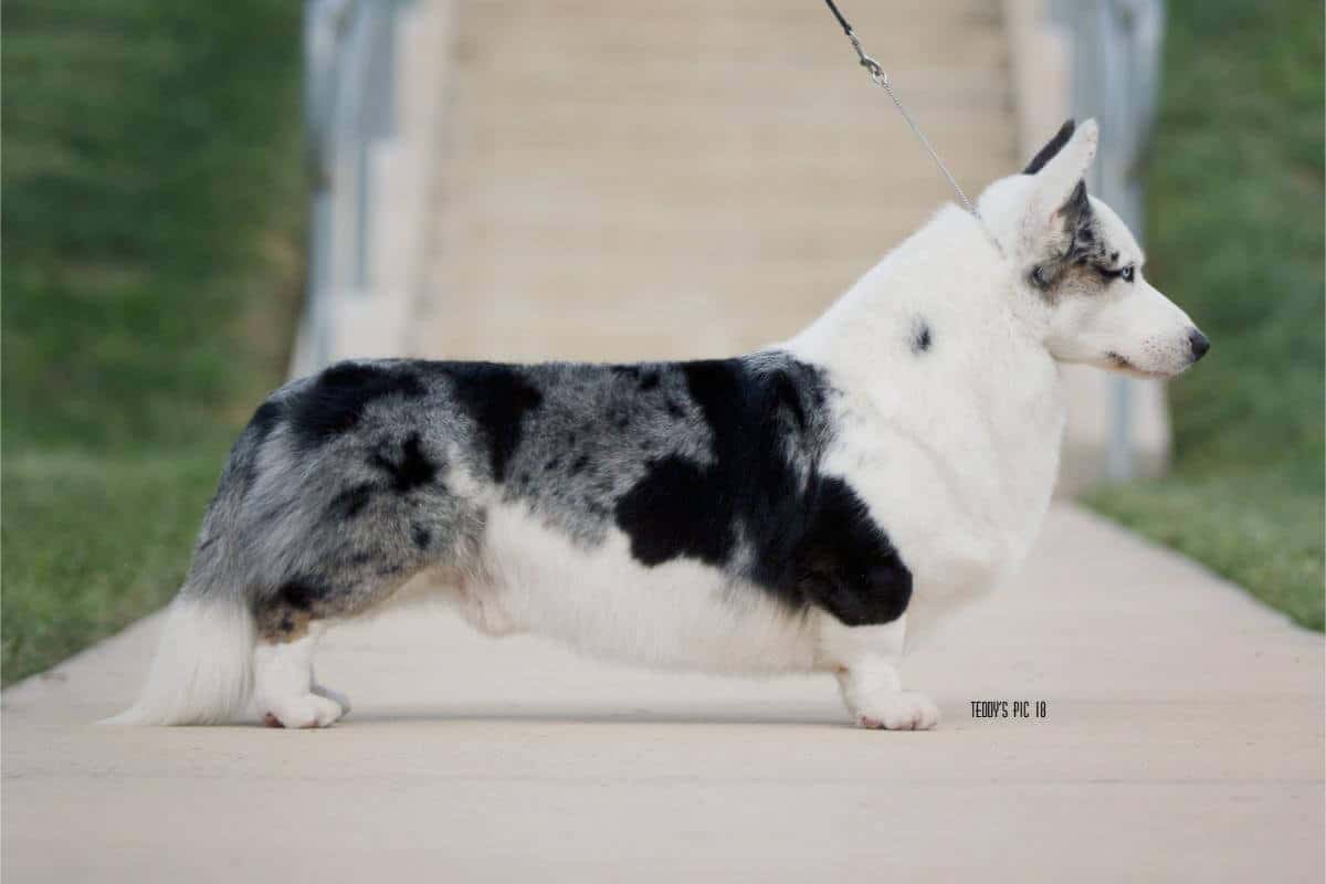 Cardigan Welsh Corgi