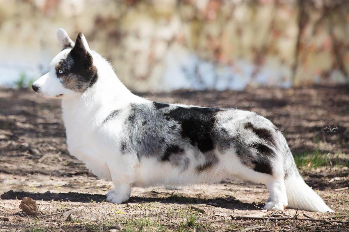 Cardigan Welsh Corgi