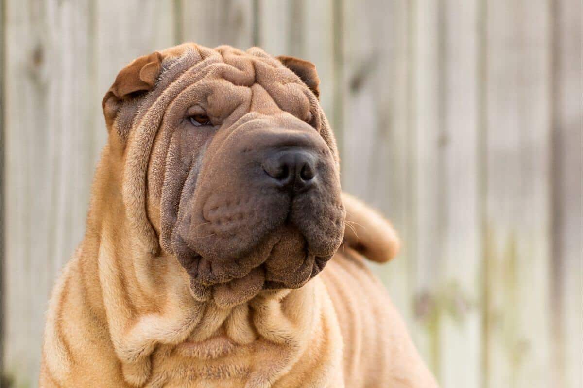 Chinese Shar-Pei