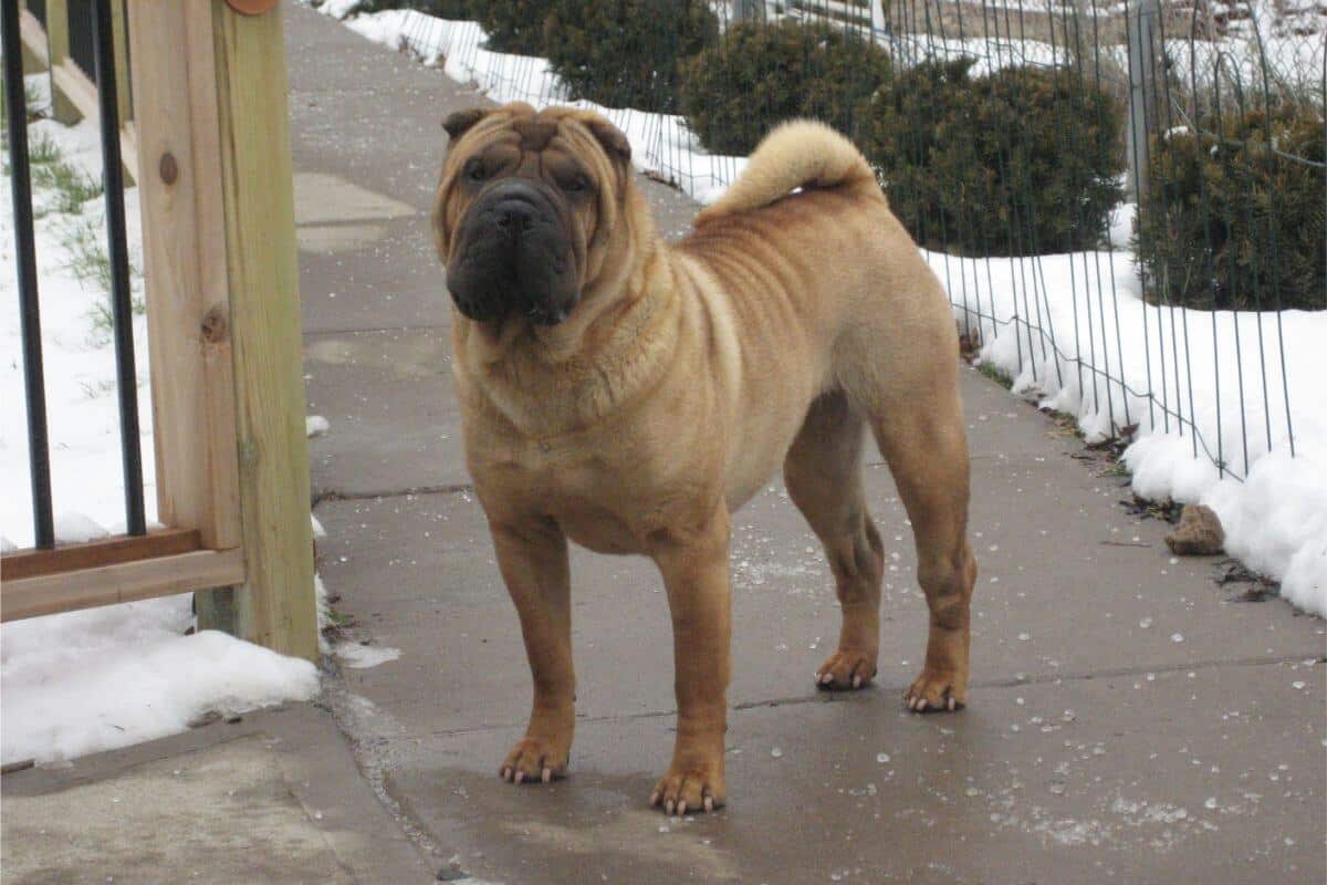 Chinese Shar-Pei