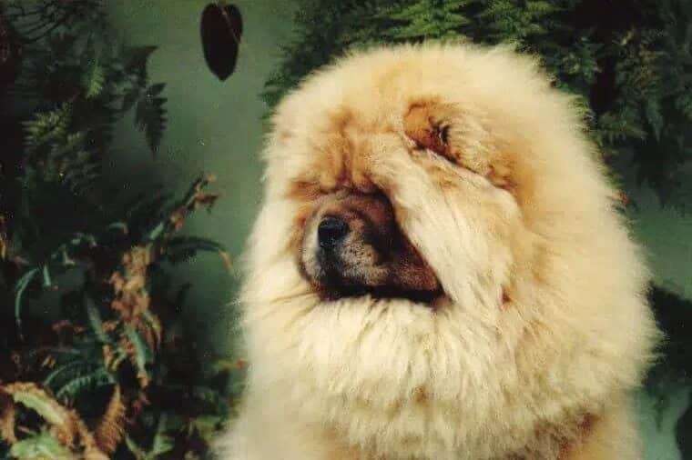 Chow Chow
