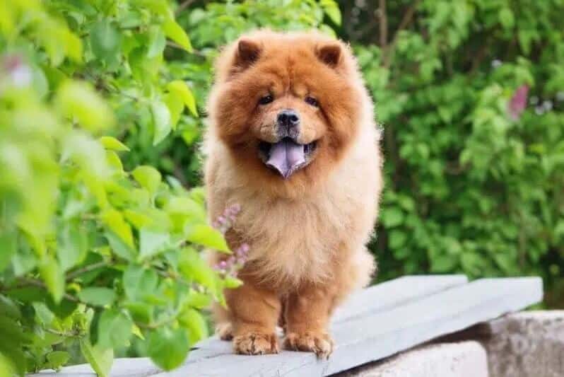 Chow Chow