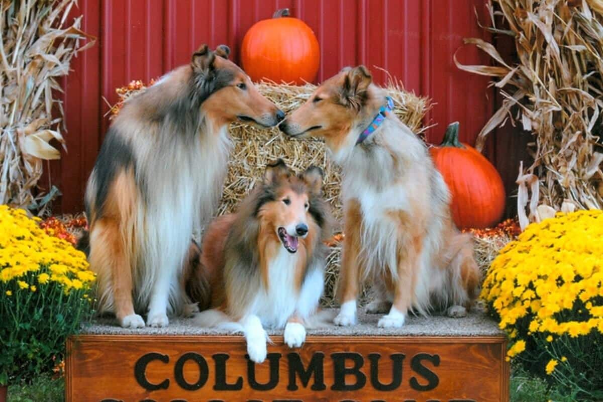Collie