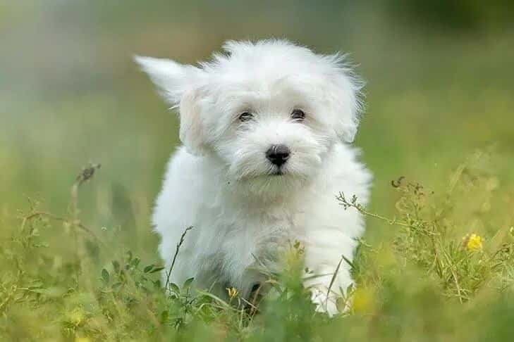 Coton de Tulear