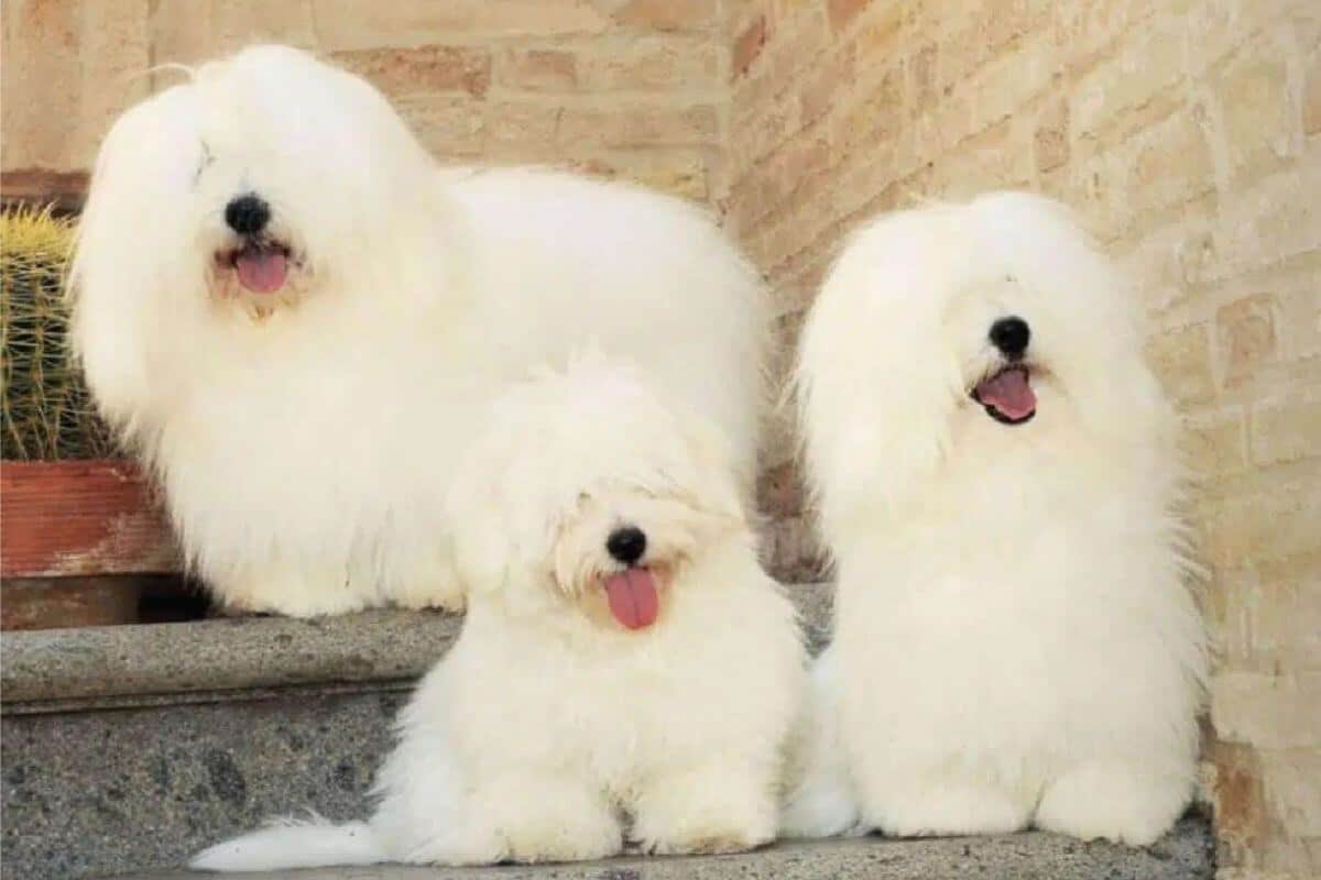 Coton de Tulear