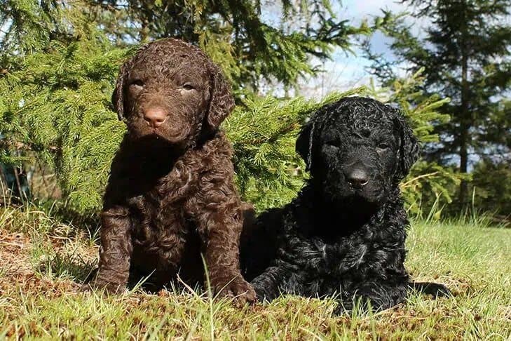 Curly-Coated Retriever