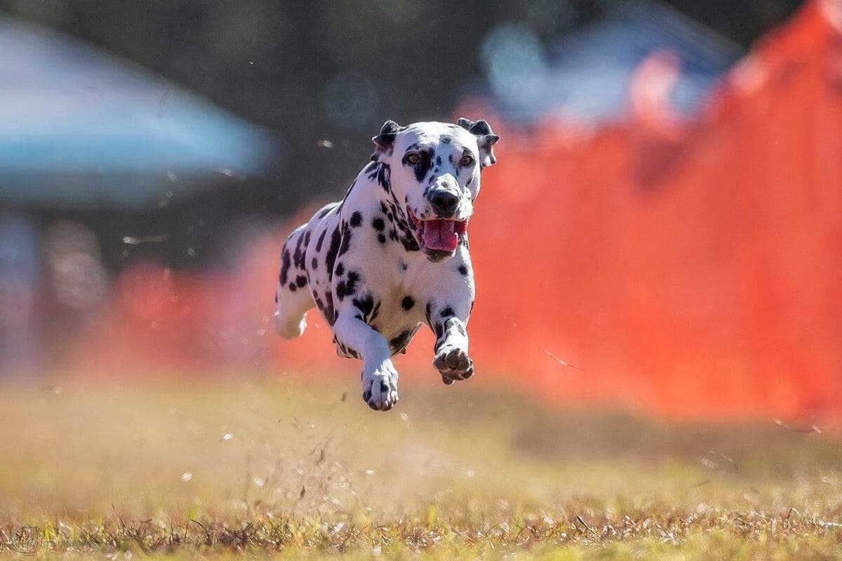 Dalmatian