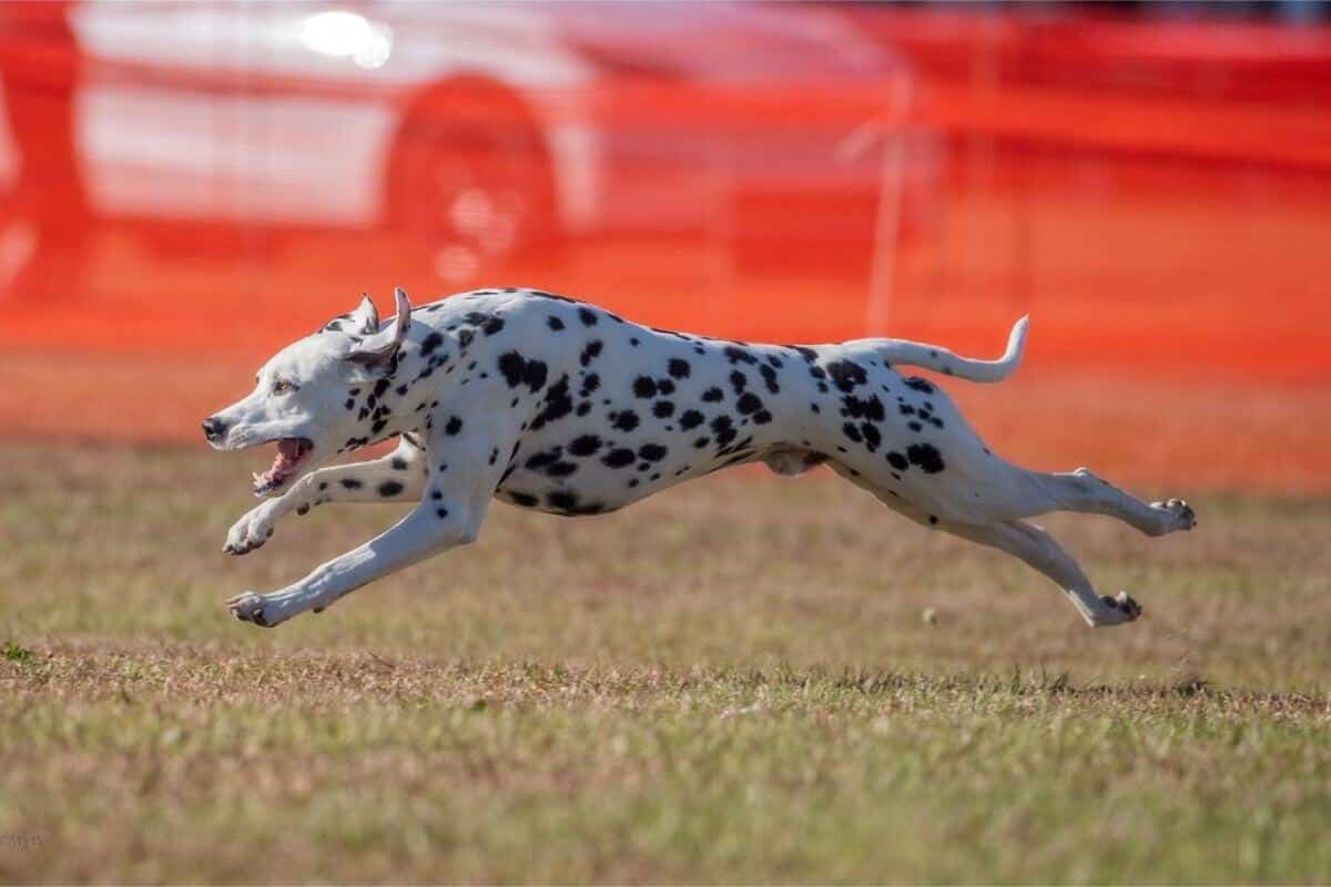 Dalmatian