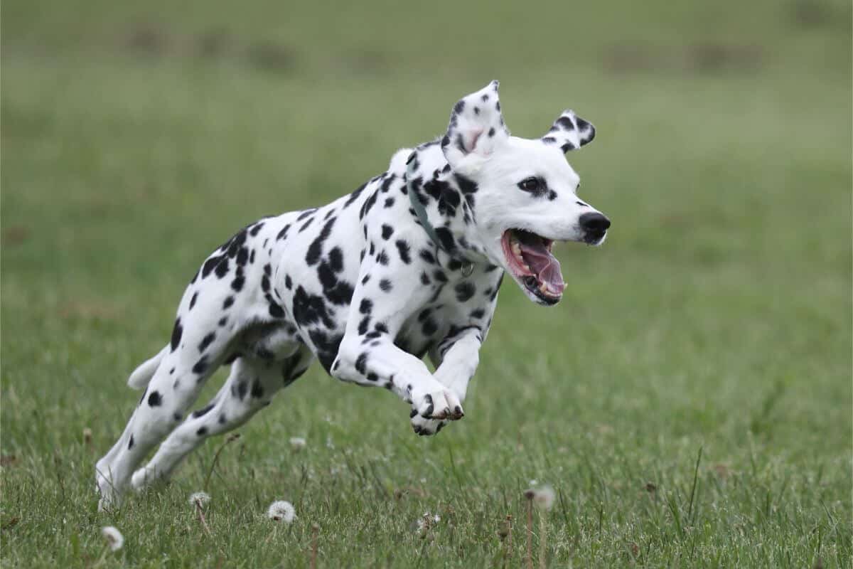 Dalmatian