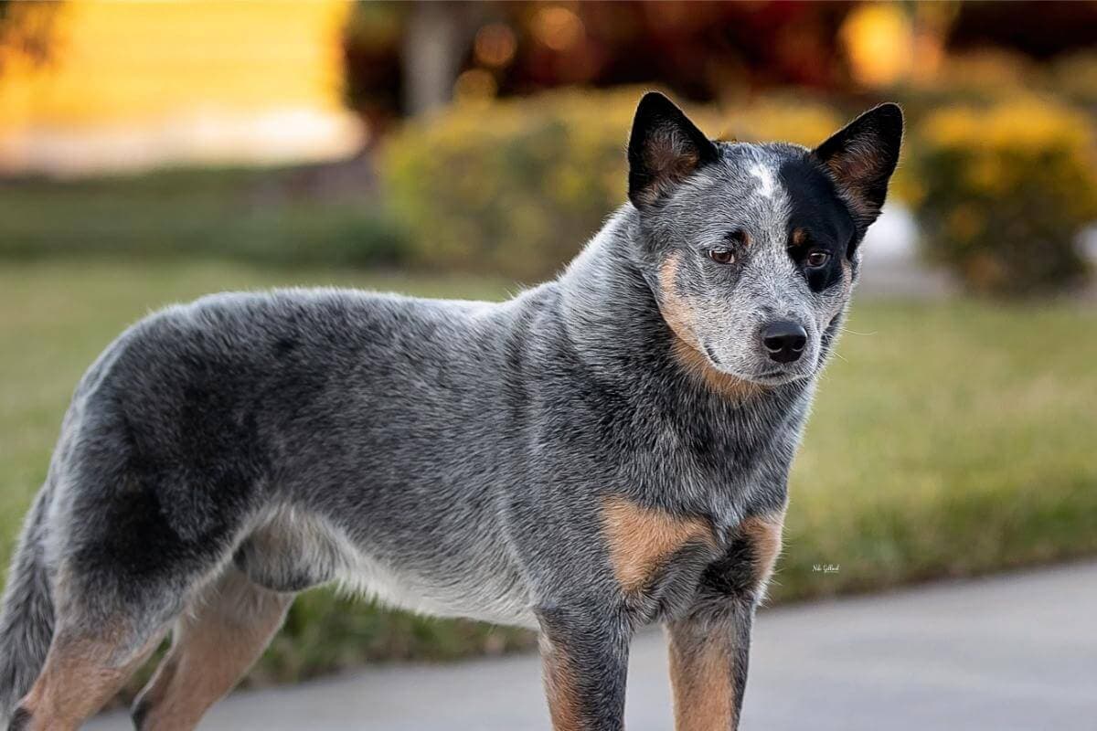 Australian Cattle Dog