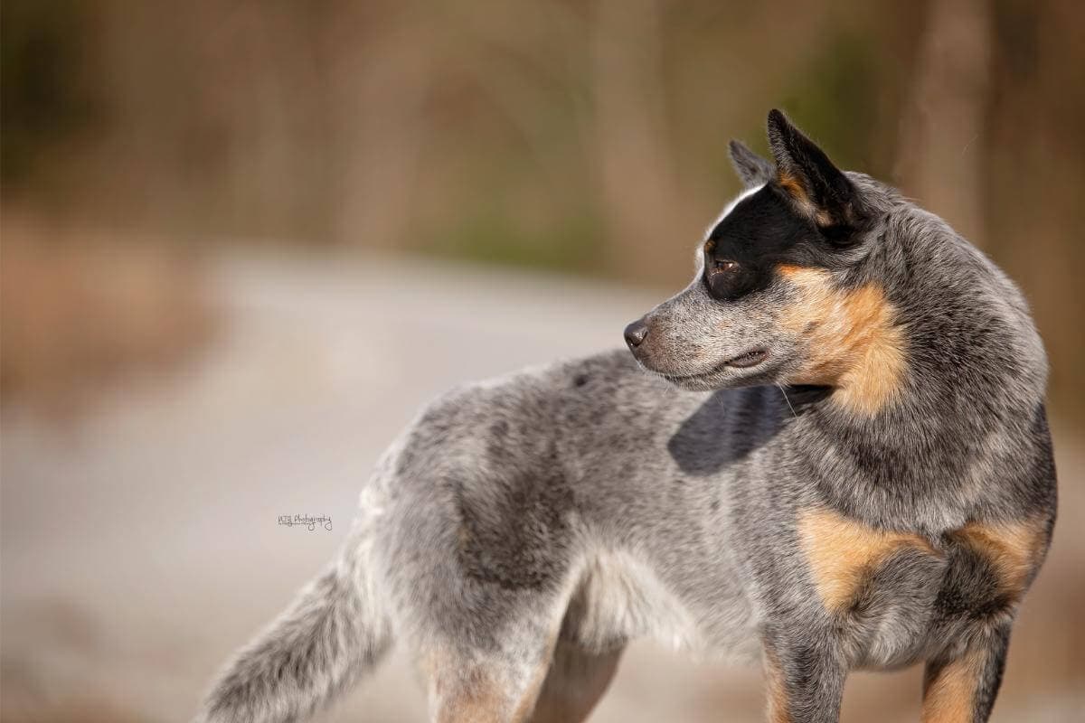 Australian Cattle Dog