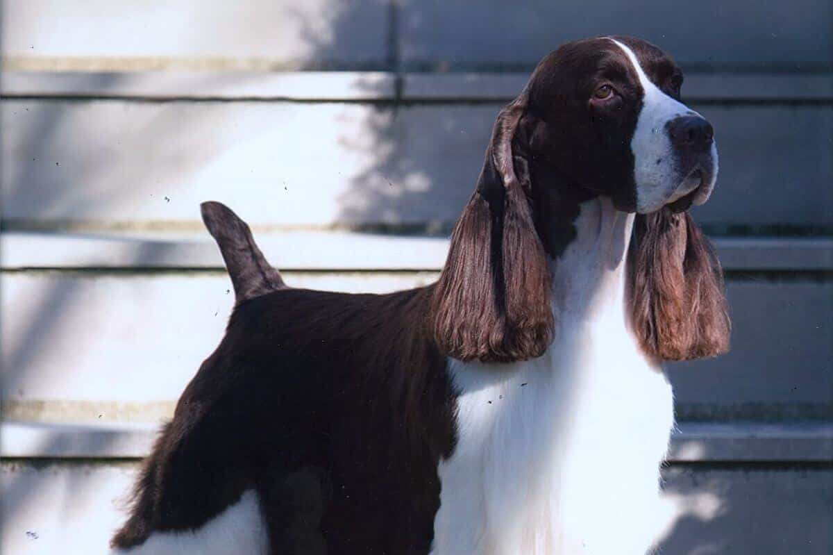 English Springer Spaniel