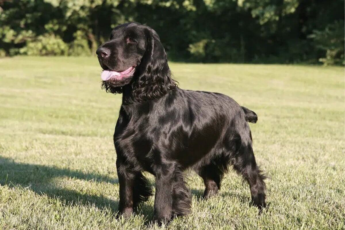 Field Spaniel