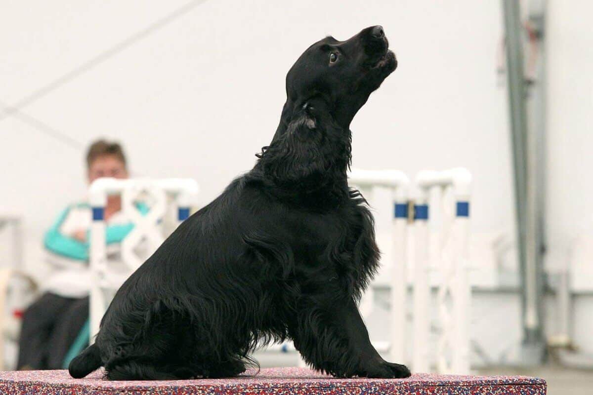 Field Spaniel