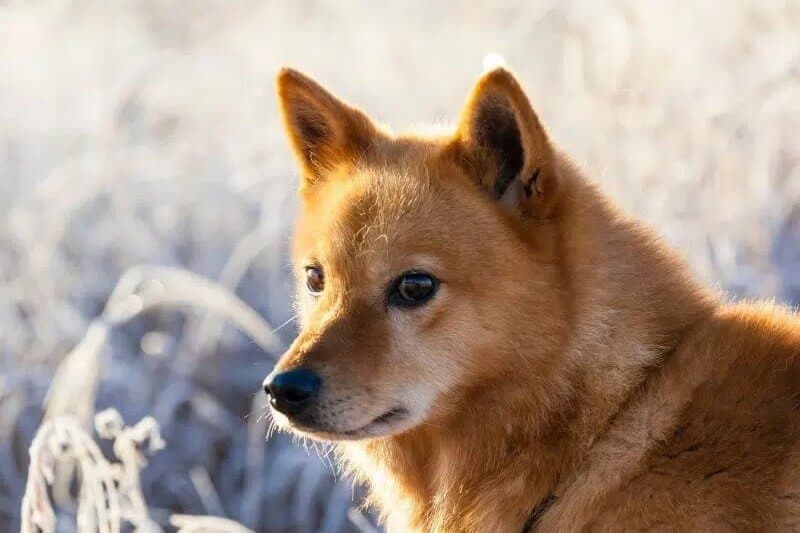 Finnish Spitz