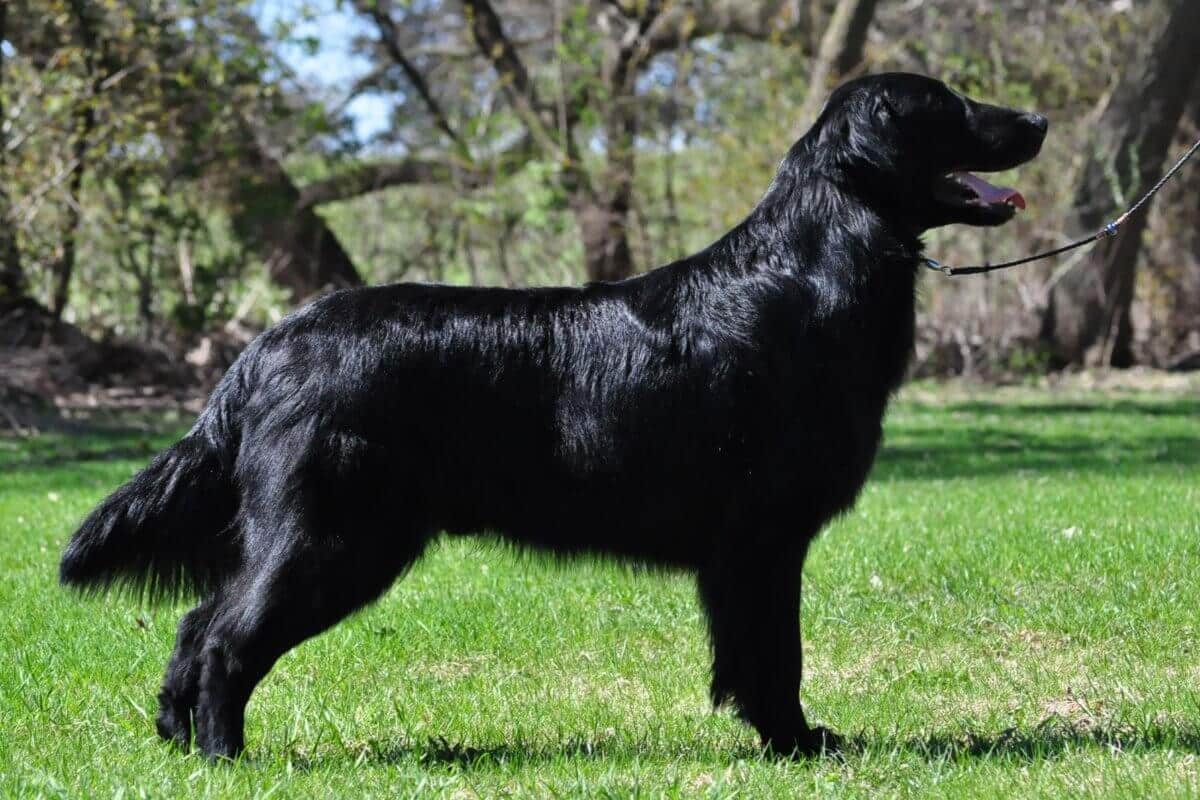 Flat-Coated Retriever