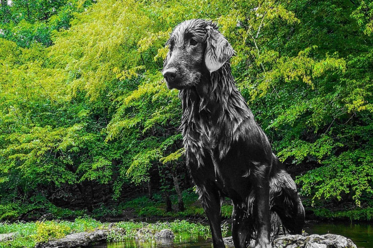 Flat-Coated Retriever
