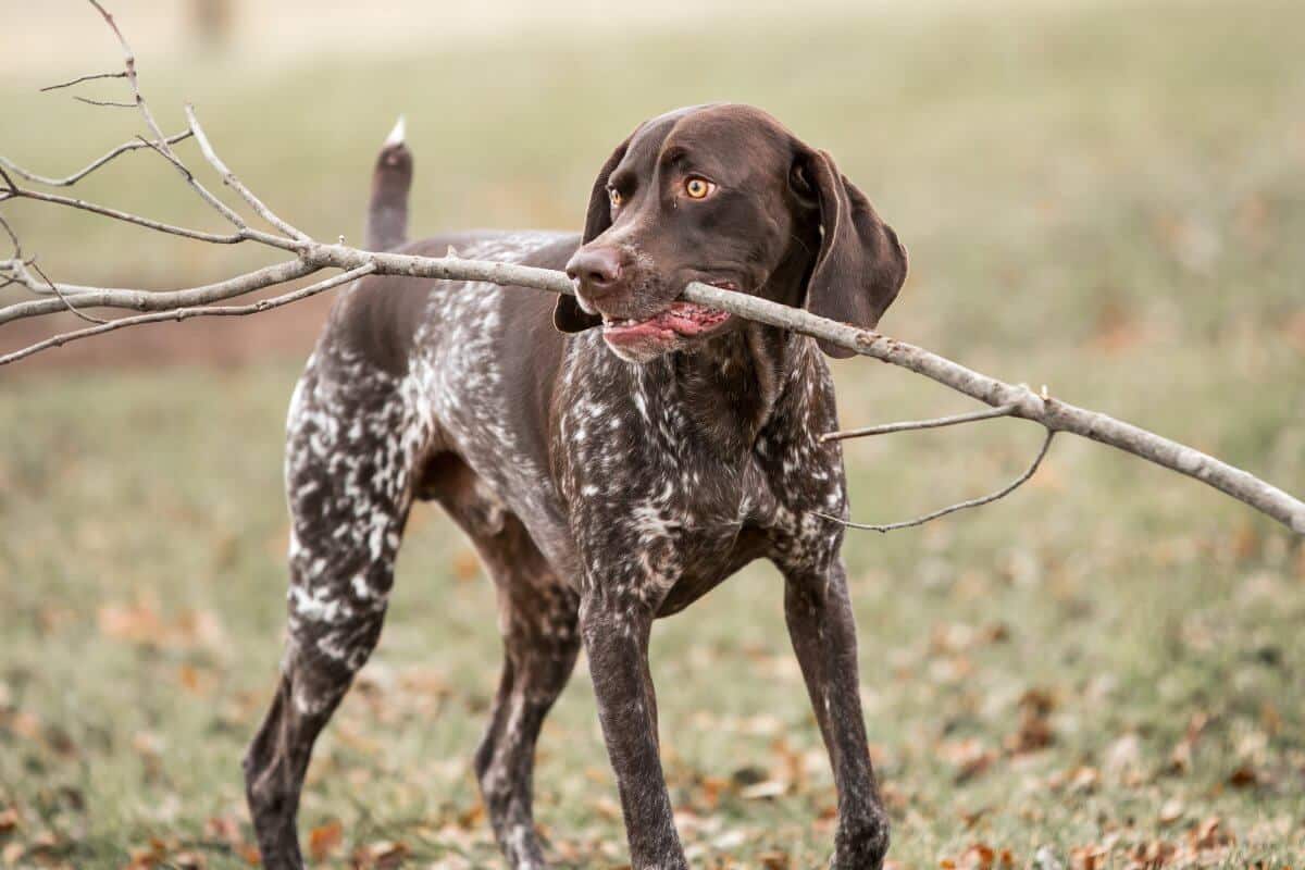 German Shorthaired Pointer
