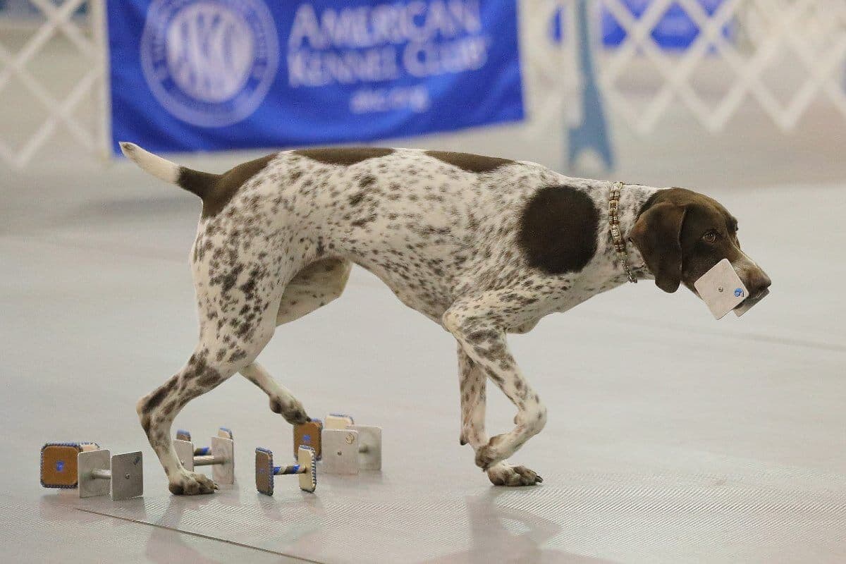 German Shorthaired Pointer