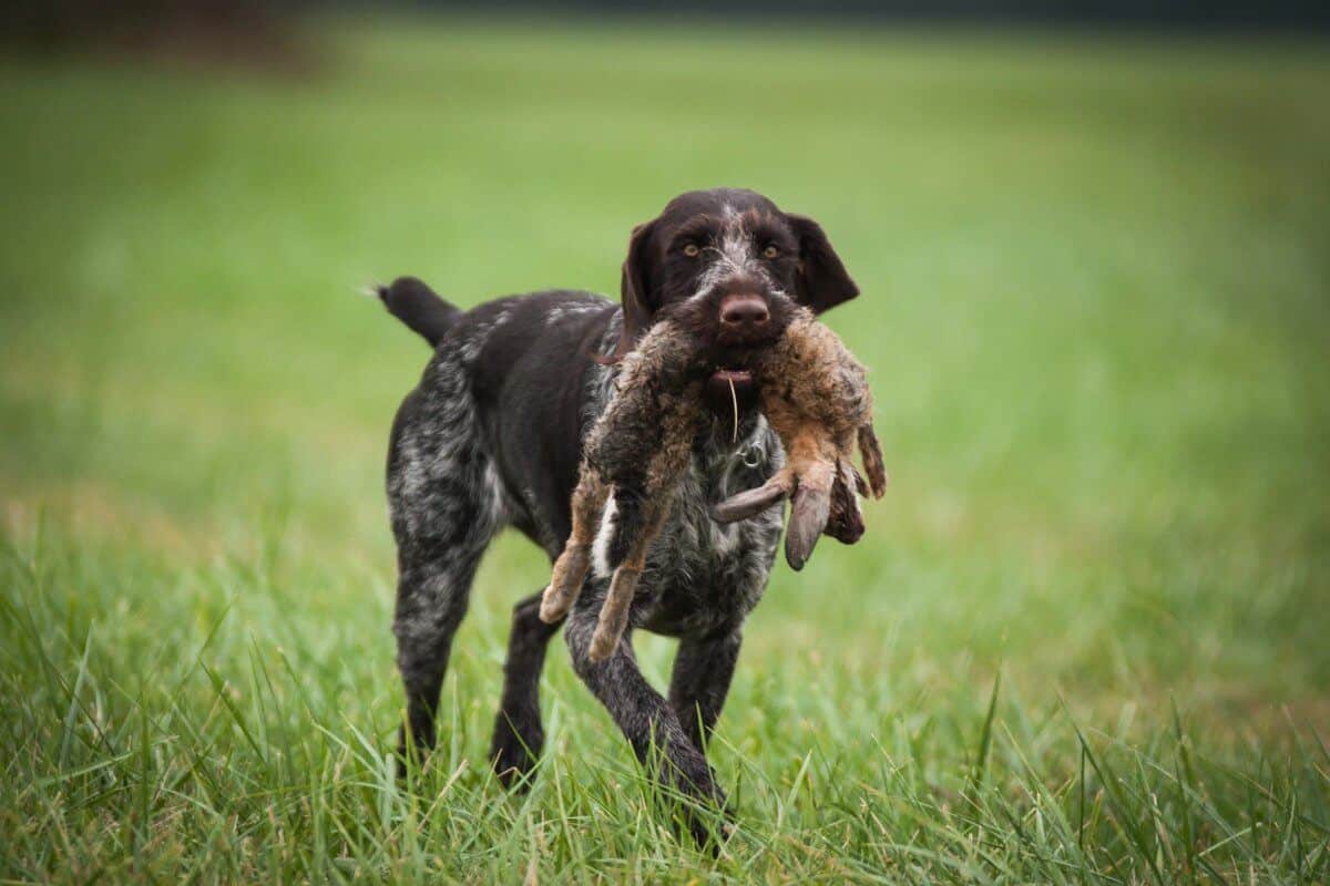 German Wirehaired Pointer