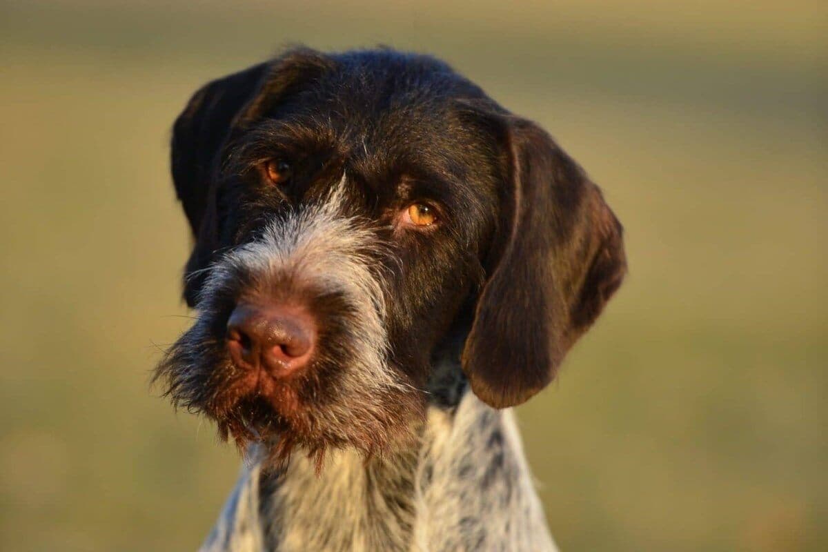 German Wirehaired Pointer