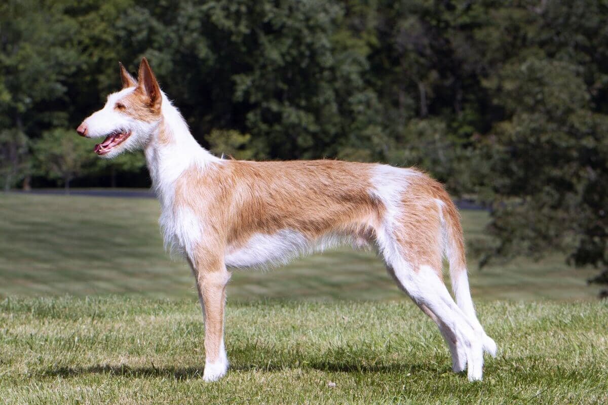 Ibizan Hound
