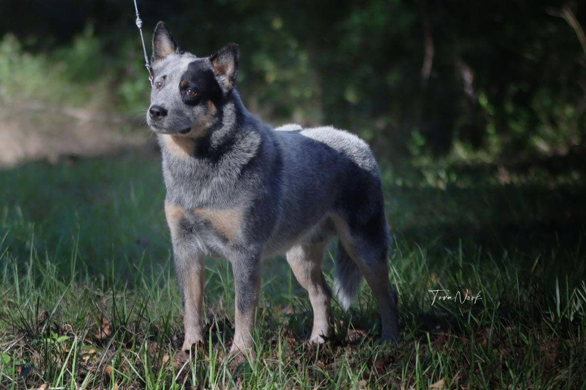Australian Cattle Dog