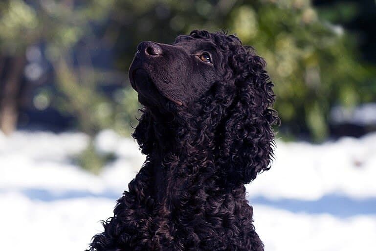 Irish Water Spaniel