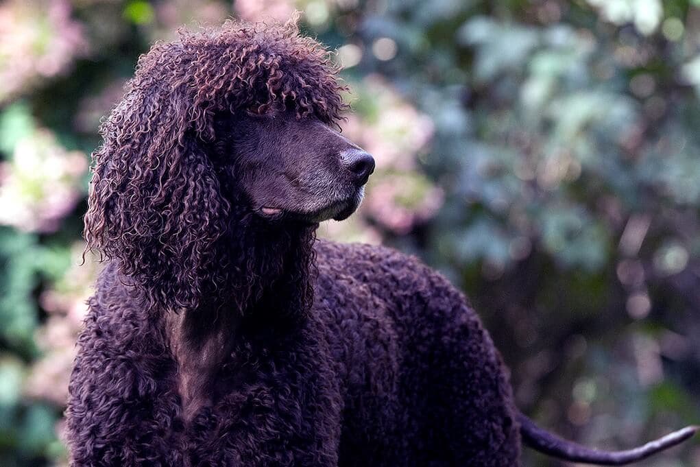 Irish Water Spaniel