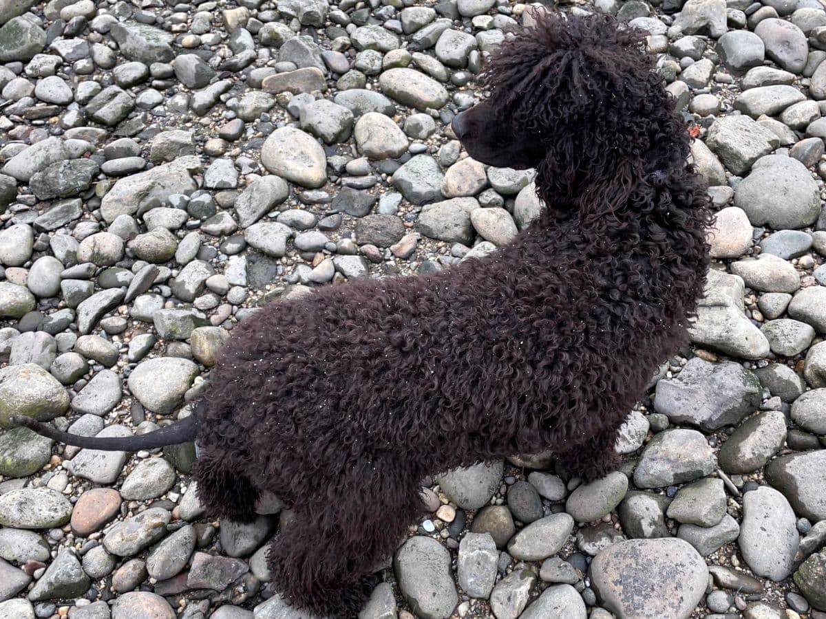 Back photo of an Irish Water Spaniel standin on a rocky beach.