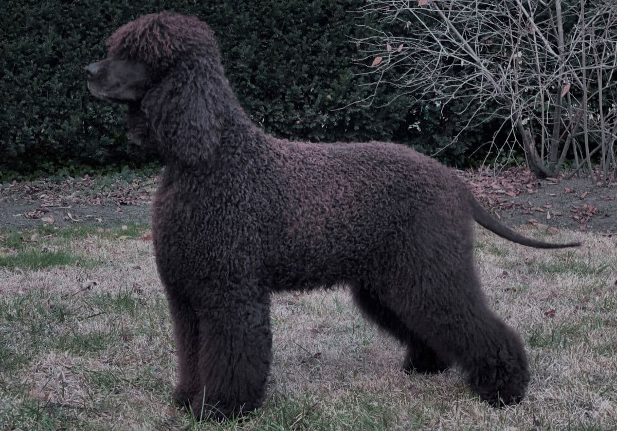 Irish Water Spaniel