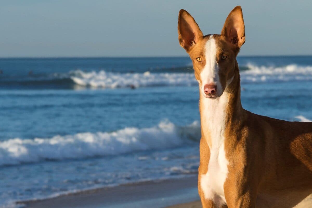 Ibizan Hound