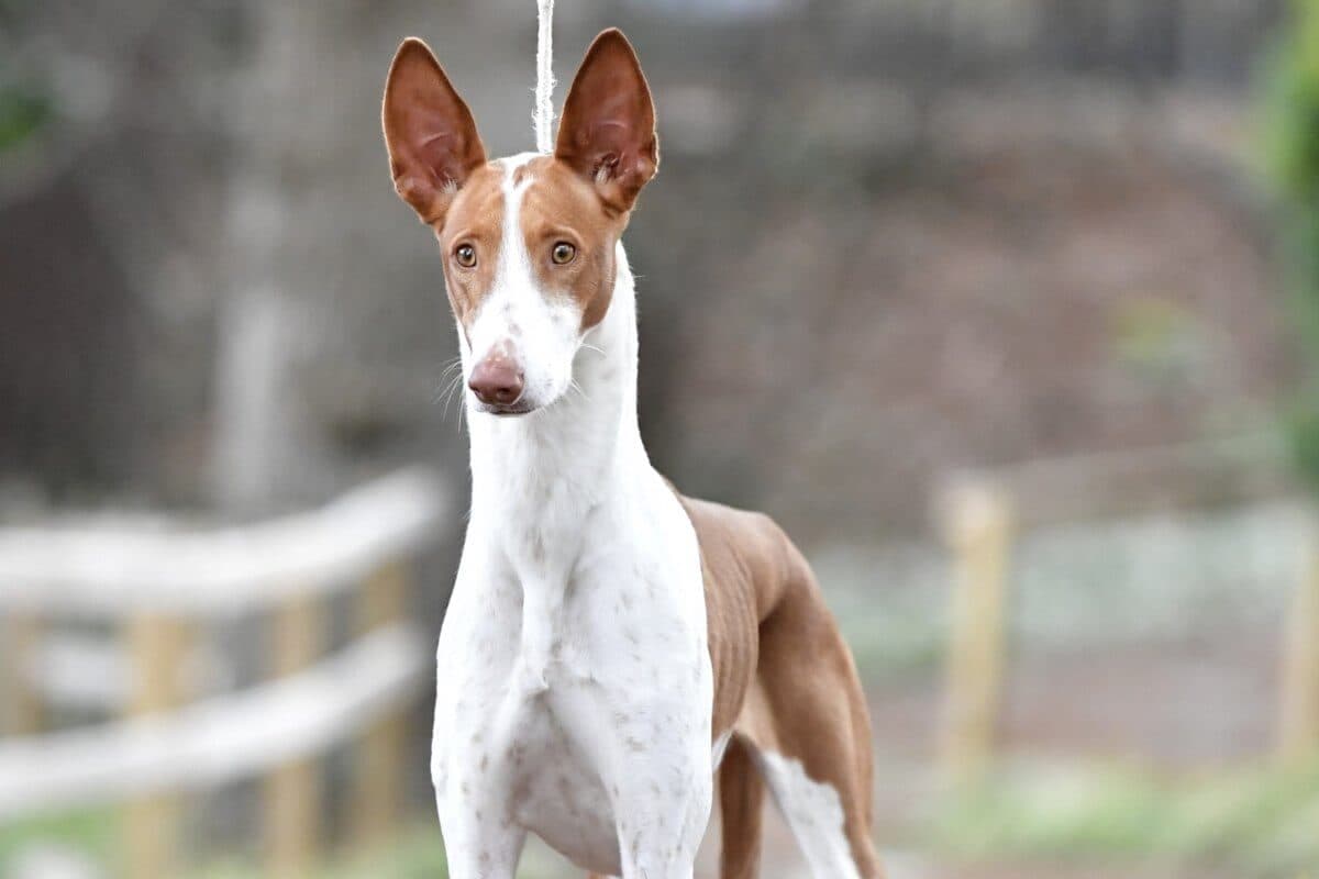 Ibizan Hound