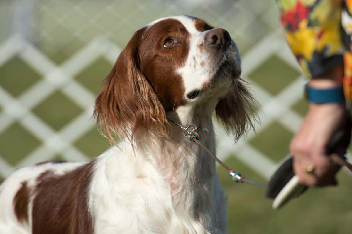 Irish Red and White Setter