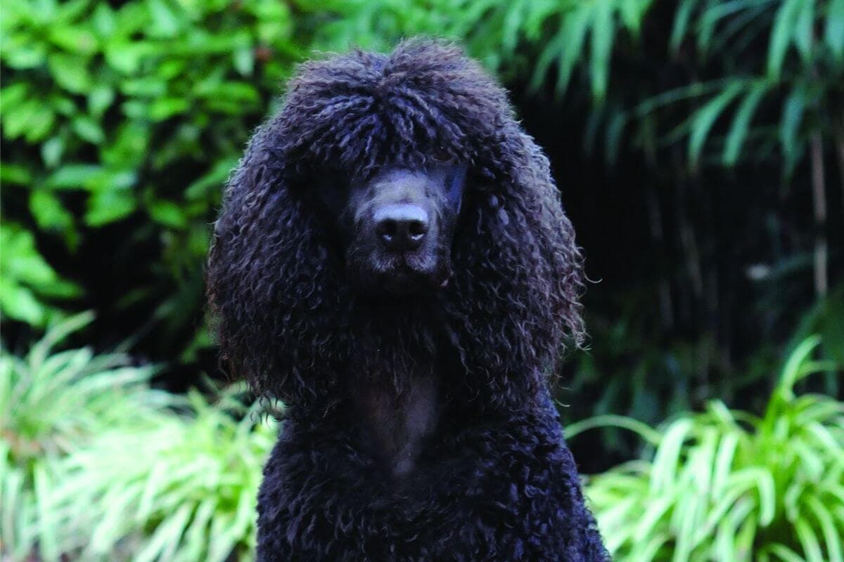 Irish Water Spaniel