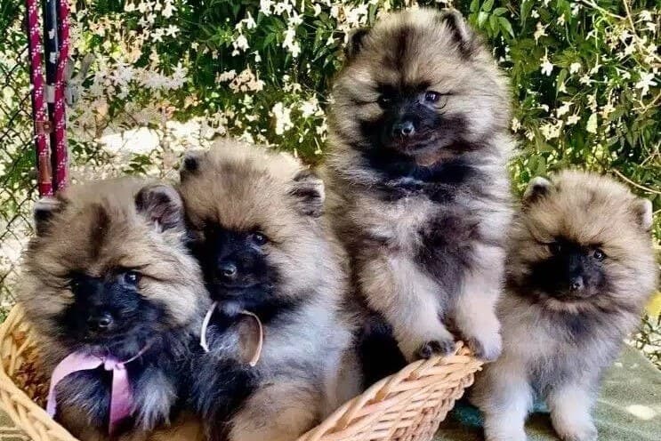 Keeshond